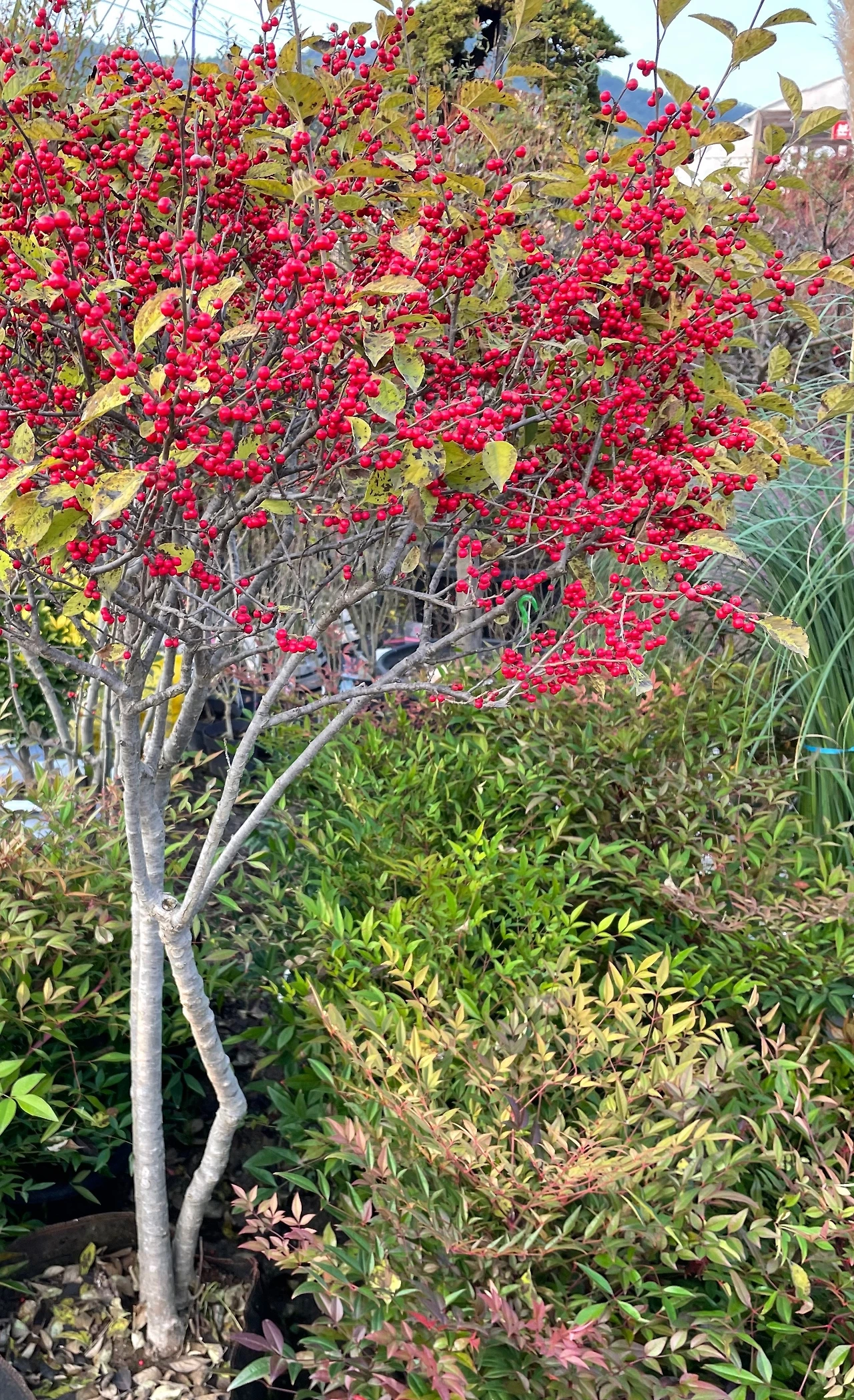 KakaoTalk_Photo_2023-10-21-13-13-31 003.jpeg