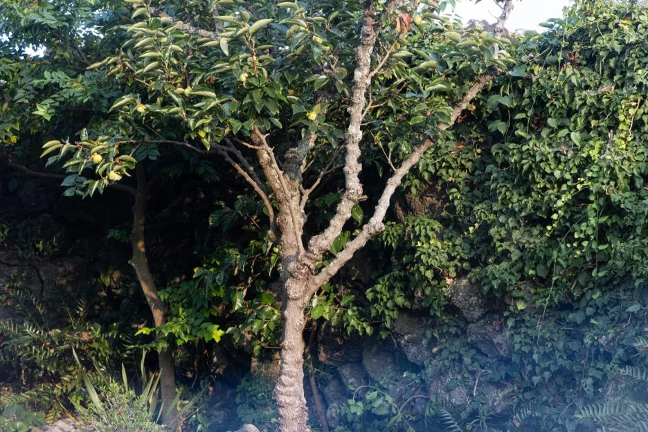 (%EA%B3%A0%EC%84%9C%EC%9A%B0)_%EC%8A%A4%ED%85%8C%EC%9D%B4%ED%8F%B4%EB%A6%AC%EC%98%A4_-_%ED%95%98%EC%9B%94%EB%9D%BC%EC%9E%87_(17)_%EB%B3%B5%EC%82%AC%EB%B3%B8.jpg?type=w1