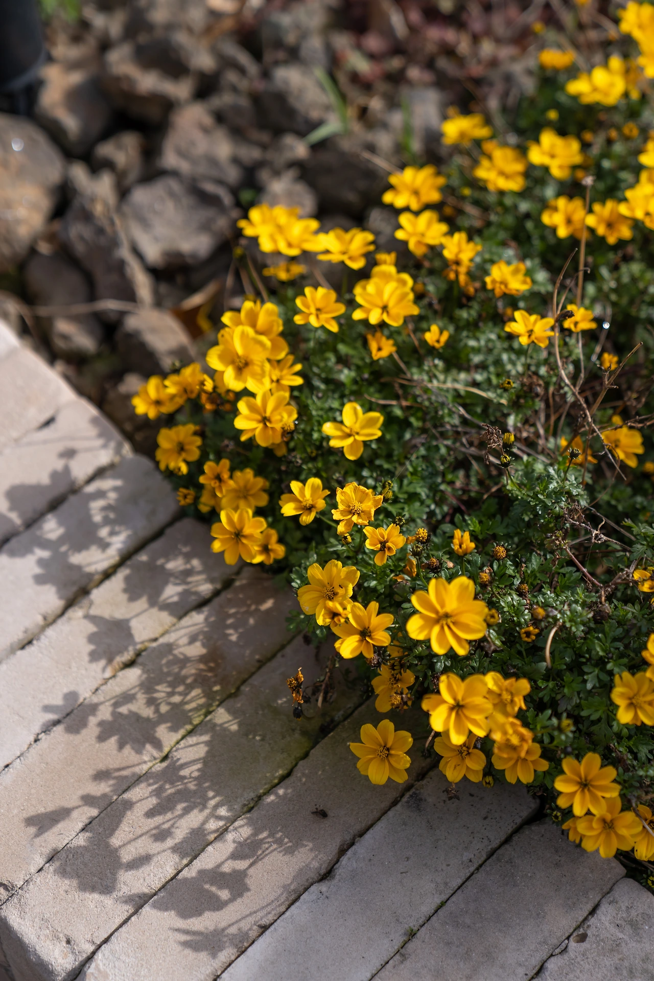 마당 (3).JPG