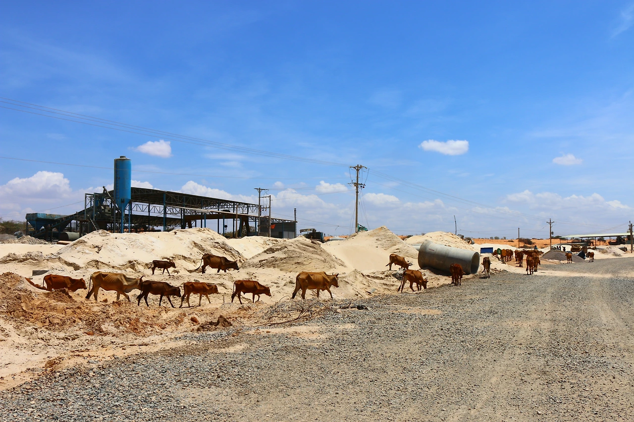 28 소와 공사장.JPG