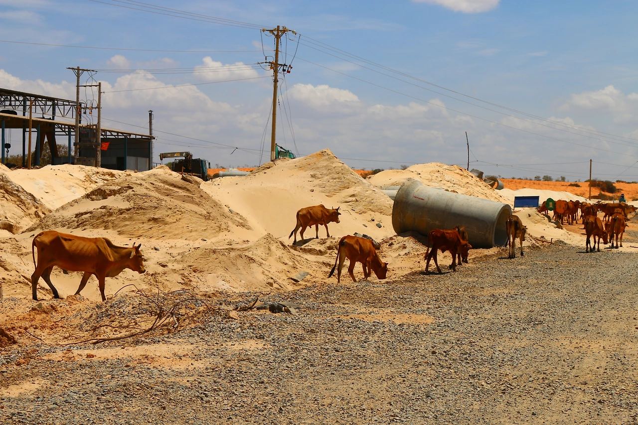27 사막이라고 소.JPG