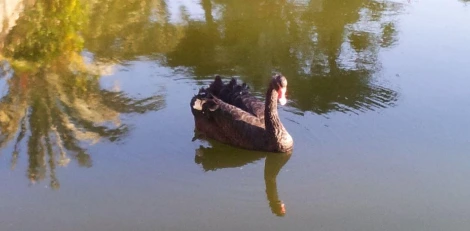 Black_Swan_20210404.JPG