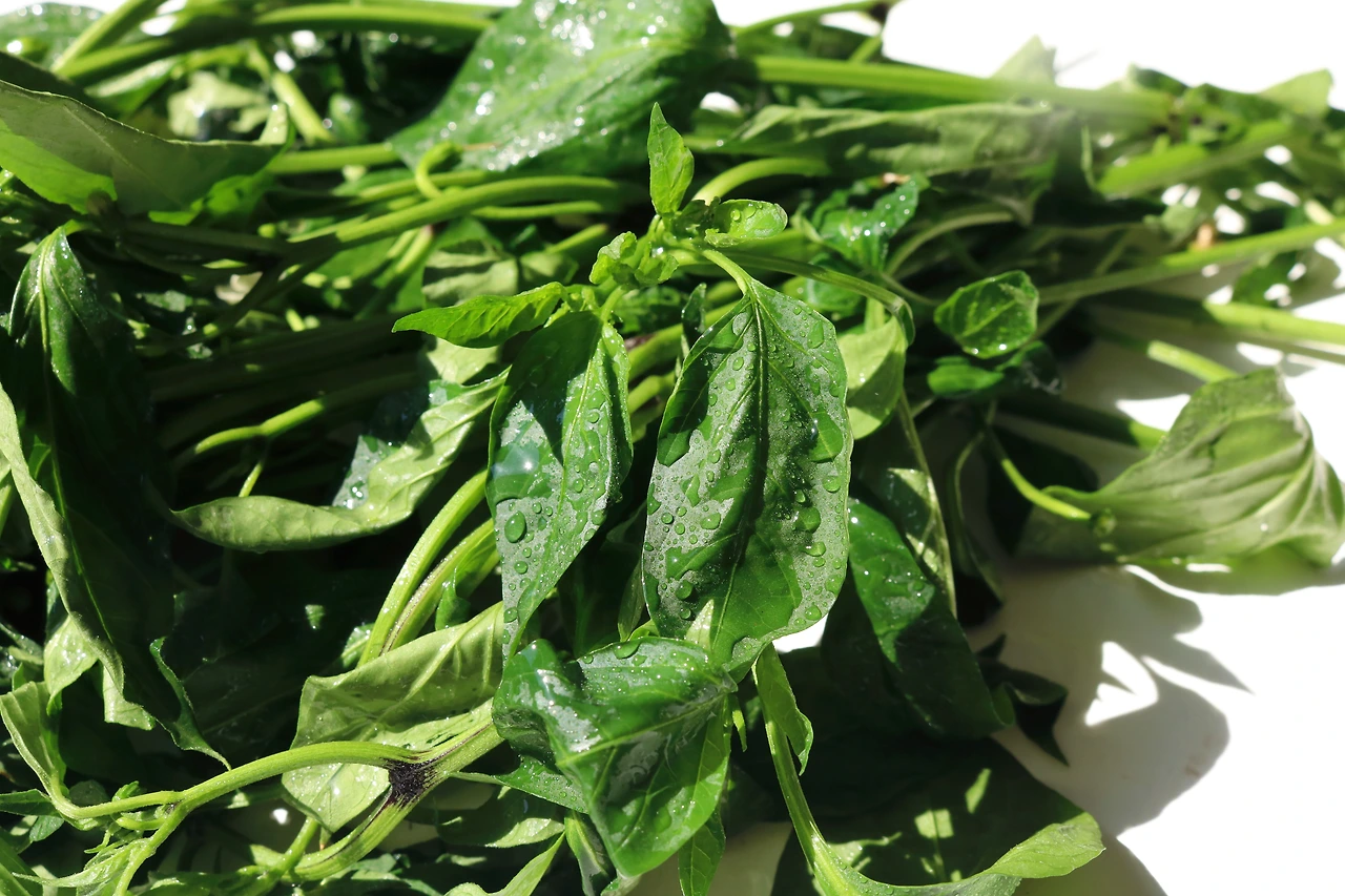 (생)파프리카잎 (2).JPG