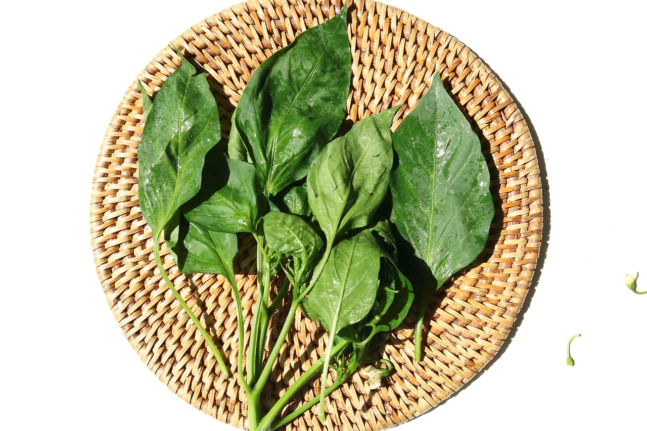 (생)파프리카잎 (5).JPG