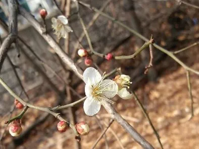 (책꼬리 단상 51)_봄꽃2.JPG