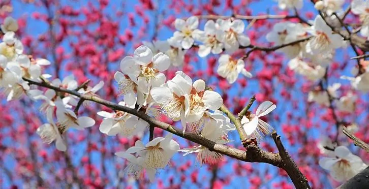 (책꼬리단상 49)매화2.JPG