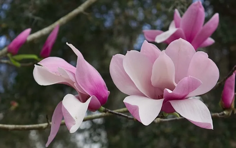 4_1a6Ud018svc8vshnqi9qxjk_us9xsu.png?type=e1920_std