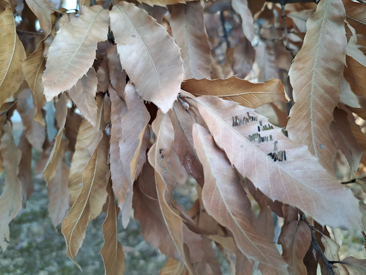 d_c86Ud018svcrfckbxkqf4pf_us9xsu.jpg?type=e1920_std