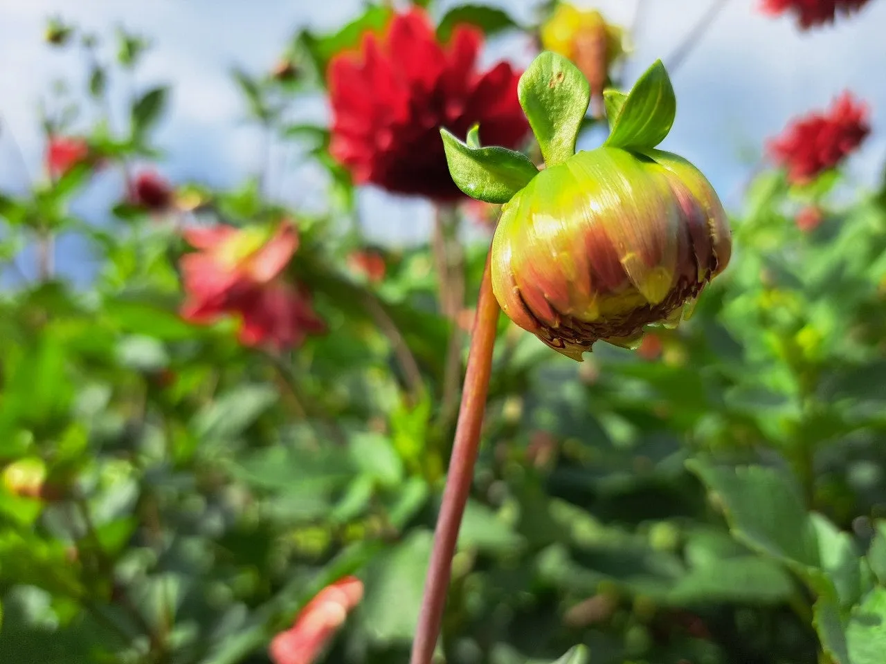 f_354Ud018svc1en703x7b04d3_us9xsu.jpg?type=e1920_std