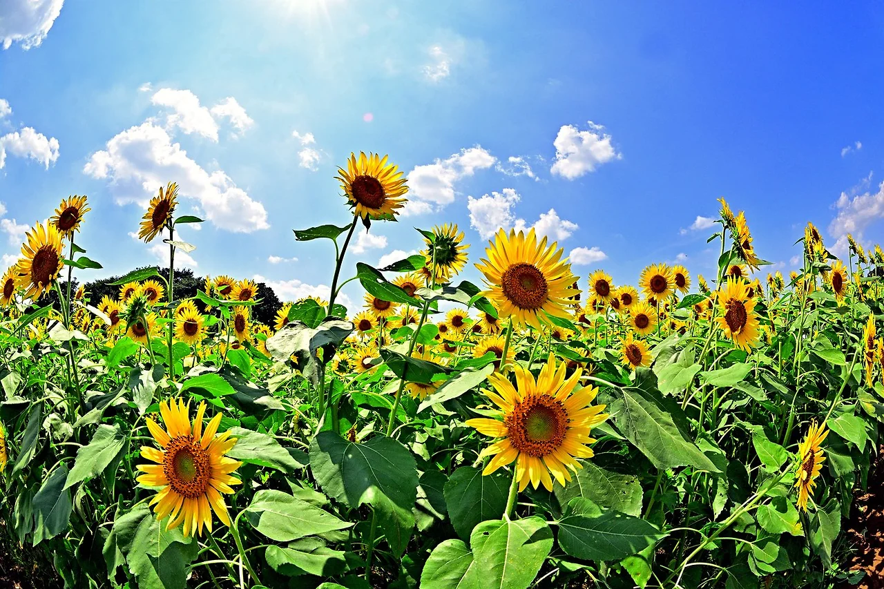 wild+sunflower+fied+look+with+clouds+and+sky+-+bright.jpeg