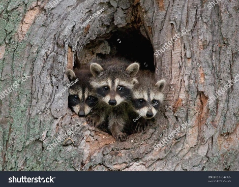 stock-photo-photograph-of-three-young-raccoons-scrambling-over-each-other-to-peer-out-a-hole-in-a-large-tree-in-87944365.bmp