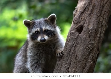 little-raccoon-on-tree-260nw-385494217_wdp.bmp