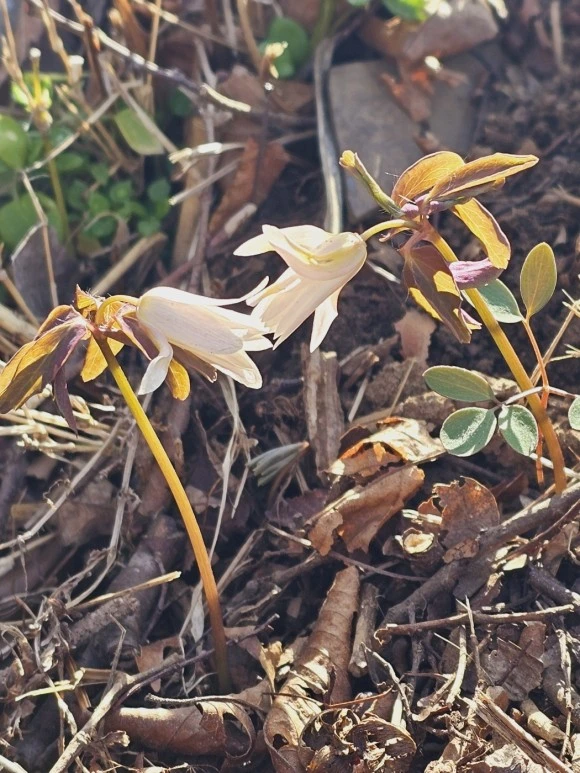 %EA%BF%A9%EC%9D%98_%EB%B0%94%EB%9E%8C%EA%BD%83.jpg?type=w580