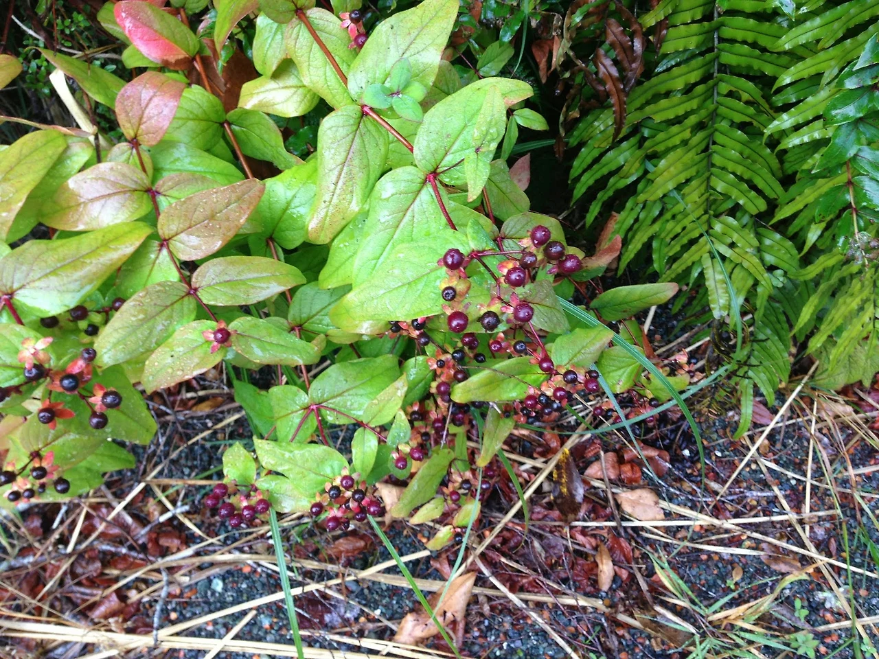 LyS6G_9wC2z1r-tI9kqxR0m-PQH27zcxYs32sUtcc9WrY3XAjGFekVGG4QICg92hNDgPxWrhrZq-kkz3kKpRtg6Xn1CVk64eWUoS0Fw4qwIDGOyoIQxiUa0lKYHbxIKZ2g4_VDXbAFXLJSVheq75W8kG-Dkhilp61t6YwbUw3S8dGP8oBdNfYFOe0pL77P03VVkl-Yz5fFf3kK9ZffY-q4PNRSJR__0XcNs9903EaQh6QPmRfUNljYiXoH8CqwWDZFdaXJE3UOt7HV41Dfau_MyaHTKiLDIvipTWhAjffSEHS42ZyTnKJ_QkU0o4KYLR2BoXQlq0hdx4jHfgDqzJnMWUEnk11N8YHu1GJ03x7ZY9FBsxz6_6zGIPwRV1fAD6vtyybQElwVne9cPFX_DFPvebPhVF4NB4NWFd1sbng-WfbIyq_P4X1NR0VN7YTRI65FqZHW9xP4U6fawHcfVwHDImUArKcJUHzai9vMTKgbRd_J2LF9PZPe485Ei7Q_dxF7cz0U_LeJiUyx4FWyLVUD1siNCkaIeLj2U-TY53WaRSxc6tc9DKk_WcDJHoKfeXgVskWqjs1uoxj53zSIMGSzvbFNDx6yc_n9ruvNmfqxYTIQO2z_PDEXJNxYWZxBSCgPIhgWVL-TQy7GDKxFelN5x8F1aerMnVGMhE4HxYa4bdNUOXrCdFjdrVc63BrLpl9uxVjFKDd2JUk2WeJAmqnrjucz4fNbuVCTIoGQ0SzFlok9XzNsfZ5vySqGsLwtwL_v_DwPxrLFTnCKUiDTx6EUd-T8Tp4dpZ8Q4StK5A0zGGSpaC2JuzmytebqeYDSxDta0=w2048-h1536-no?authuser=0