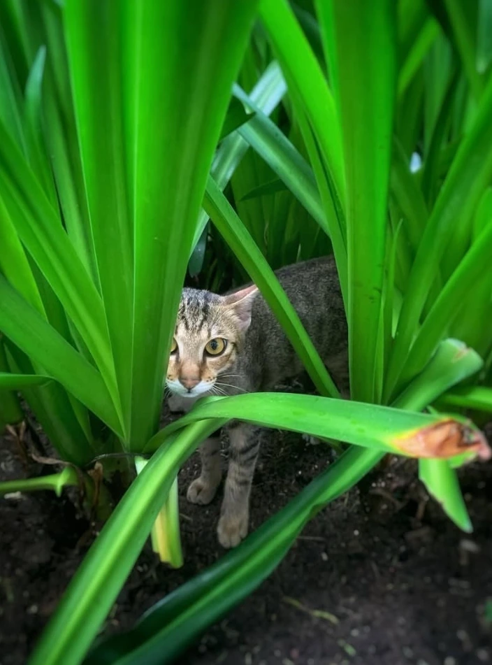 Screenshot 2025-03-27 at 3.18.08 PM.jpeg