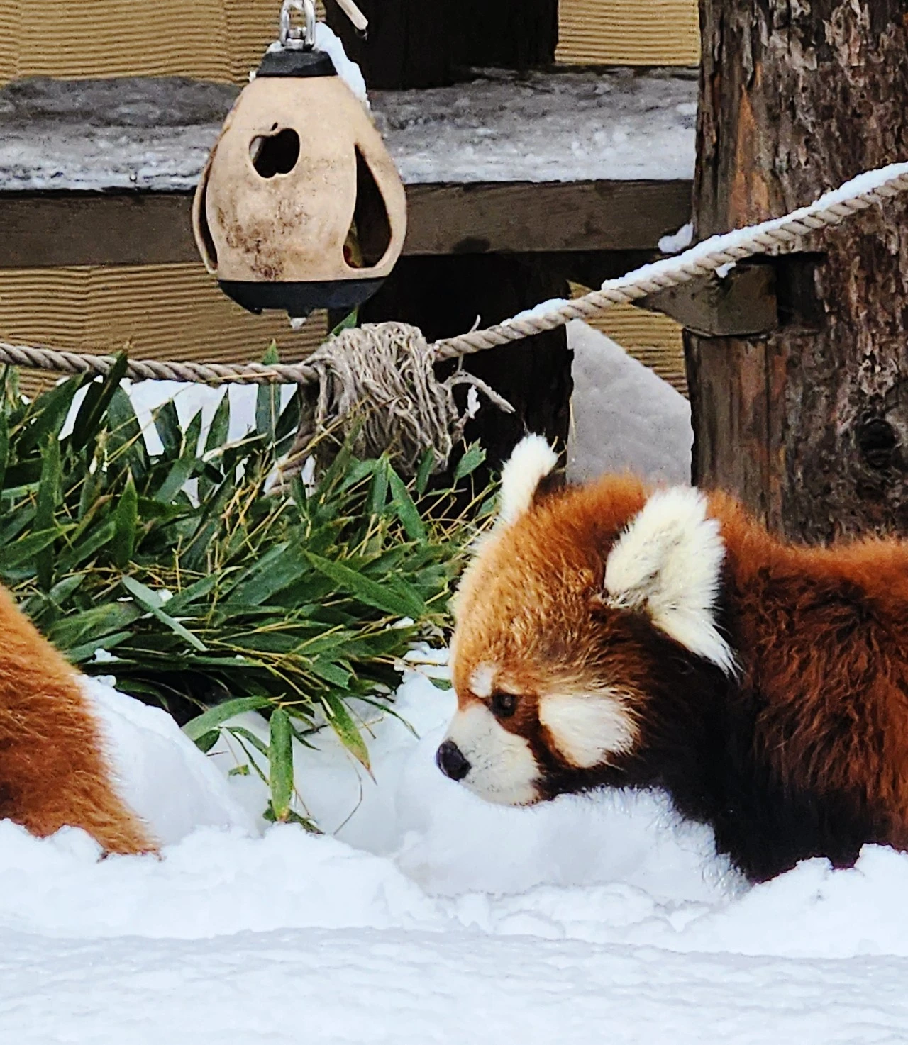 SE-67cedfde-ba43-11ee-94ef-e94ce5ce99d1.jpg?type=w1600