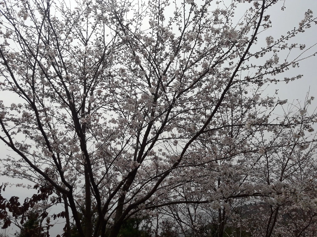 99FAAC3E5AC0CE1434FA81