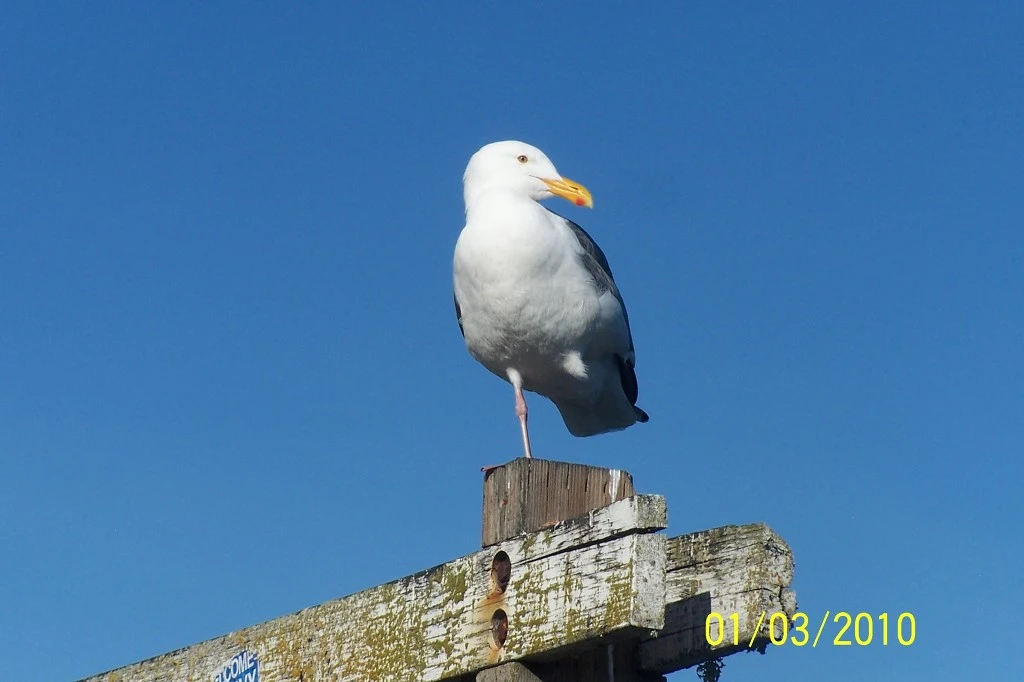 2167535058C3518128534B