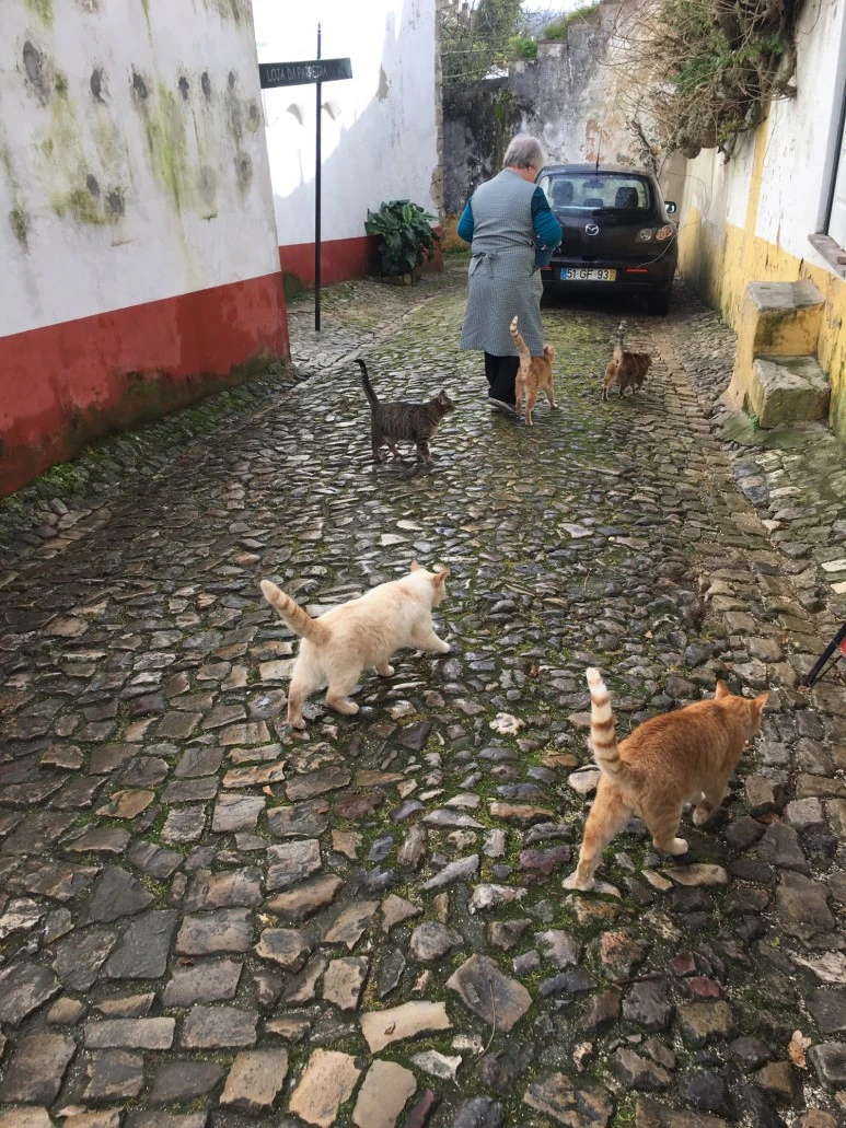 P20190201_120954835_95AF3B2D-B71E-48BA-98D8-C0CC0D62742B.JPG?type=w773