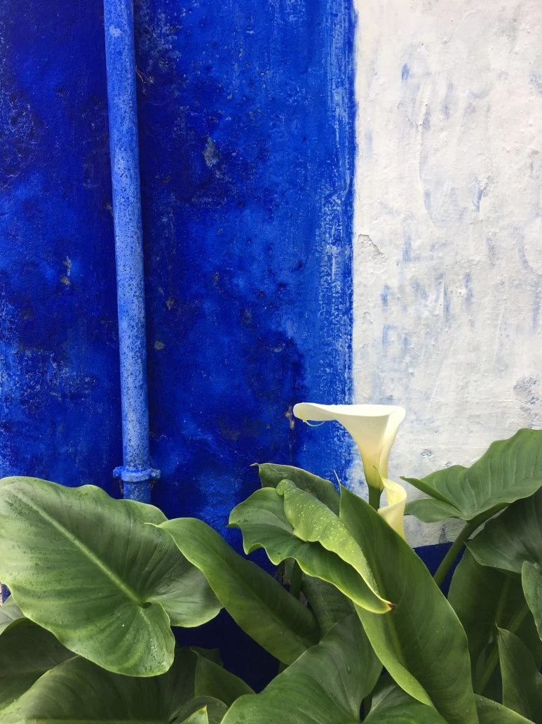 P20190201_121627936_6C116778-AD40-4978-BFAA-36DFF5983D3C.JPG?type=w773