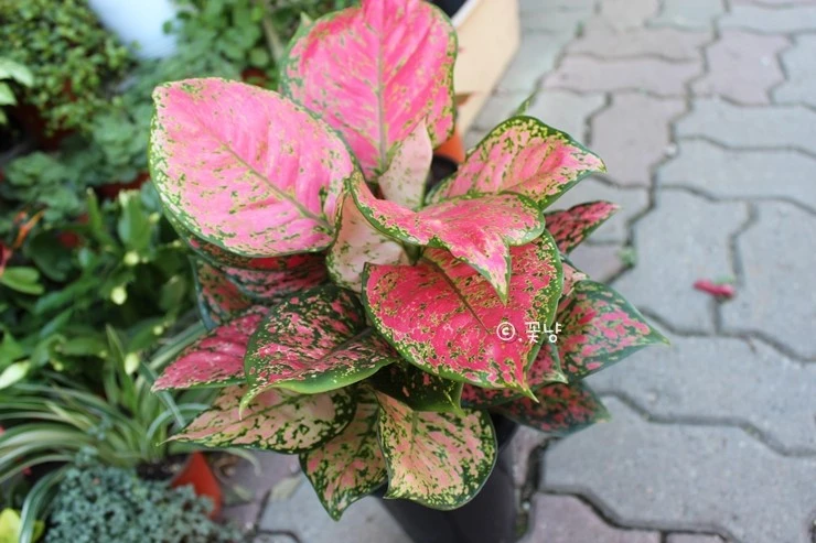 KakaoTalk_Photo_2018-06-26-16-36-26.jpeg?type=w773