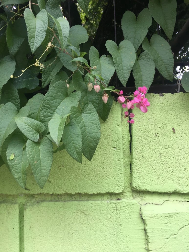 IMG_7147.JPG?type=w773