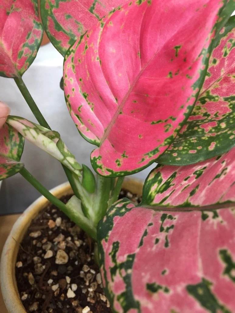 KakaoTalk_Photo_2018-06-26-16-36-19.jpeg?type=w773