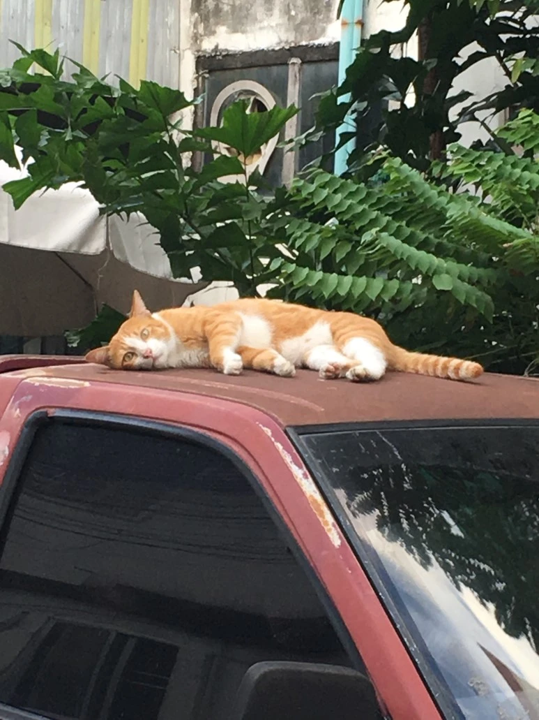 IMG_7462.JPG?type=w773