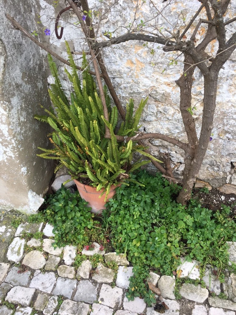 P20190201_110904457_E03F3D0F-C047-41B3-8FF6-E58A9645735C.JPG?type=w773