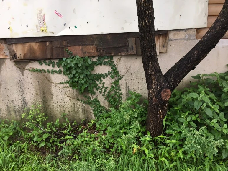 P20180710_095219074_8EE4E115-3C65-434D-8CF7-A678E591E461.JPG?type=w773