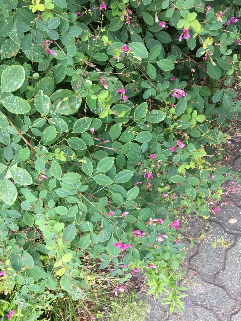 P20180710_094529298_0FCD05F1-8FC1-492B-AF49-C4995679AF1B.JPG?type=w773