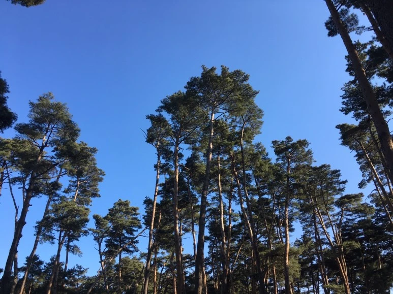 P20180111_142959960_6831BB3B-1907-4934-900E-A4621CE72B25.JPG?type=w773