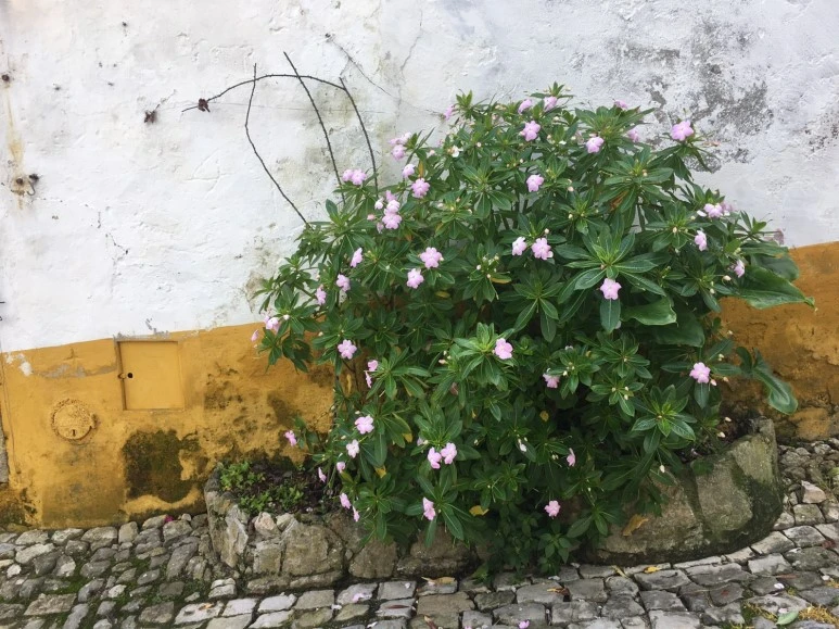 P20190201_150015253_4D50F9F6-5B8B-4627-81C3-D9FE00B5EF05.JPG?type=w773