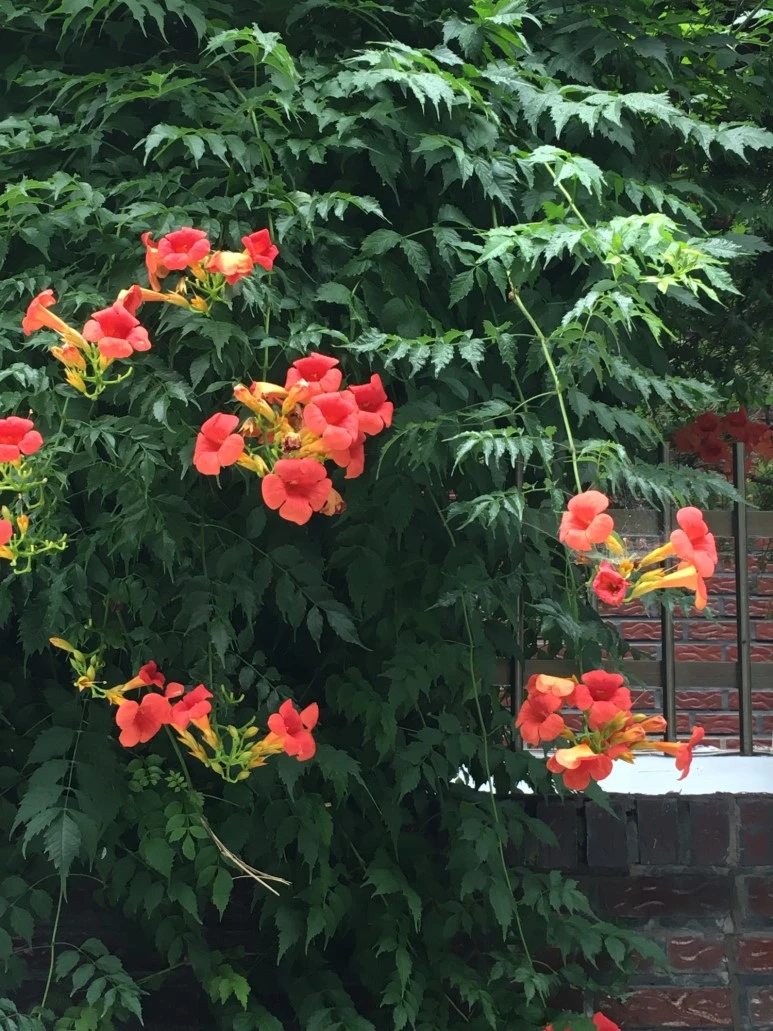 P20180709_091229769_320332FB-2635-4815-9CE1-07F4001310CD.JPG?type=w773