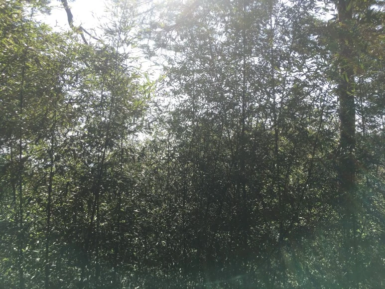 IMG_3057.JPG?type=w773