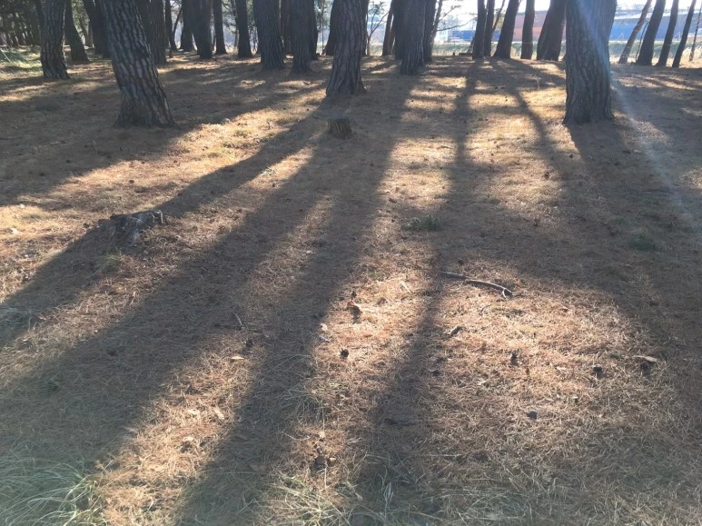 P20180111_143043607_01980FA3-0924-47A3-9E04-ADC68960F866.JPG?type=w773