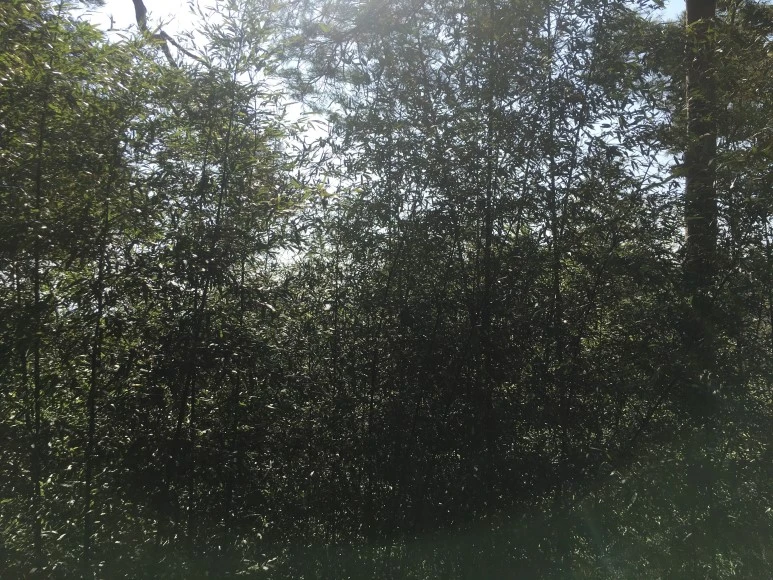 IMG_3056.JPG?type=w773