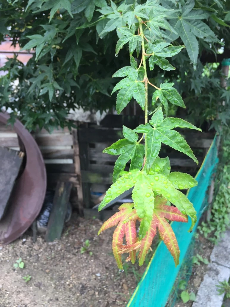 P20180710_095354270_2861A9BF-BB7F-46A0-BBCA-6393A215252A.JPG?type=w773