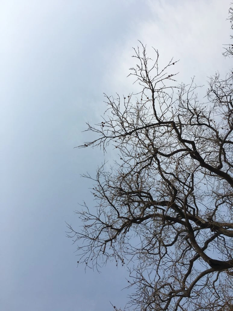 IMG_2963.JPG?type=w773