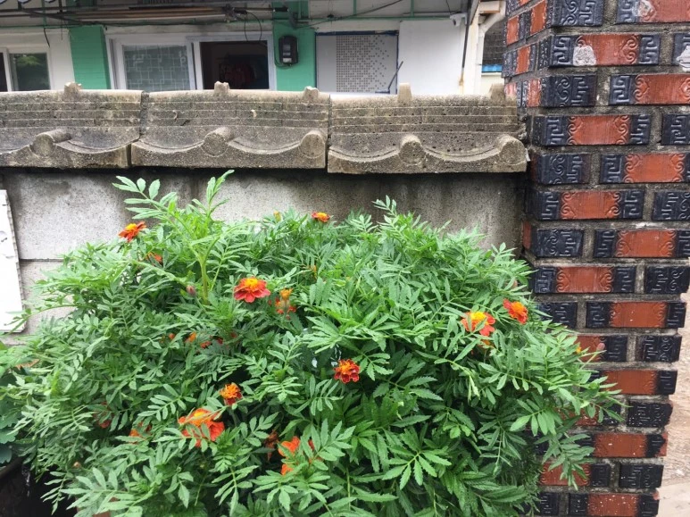 P20180711_165244035_43891A72-7379-472F-8ADD-22BB092BF3D5.JPG?type=w773