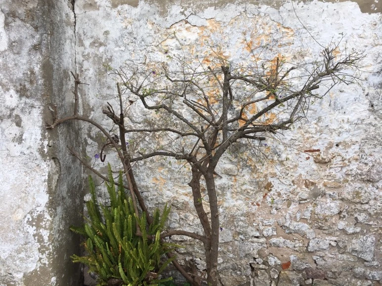 P20190201_110859987_ADDD93CB-39EB-420C-B99C-93BB7EA9CFF0.JPG?type=w773