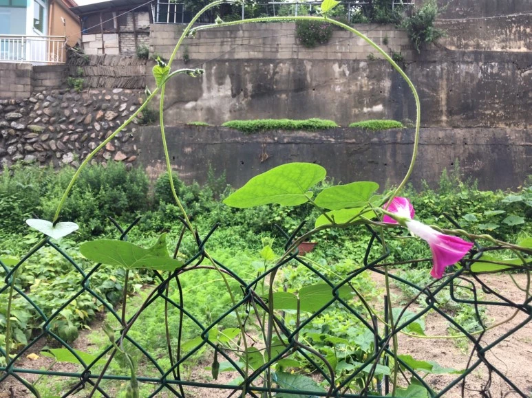 P20180710_093104082_6250F3DC-560A-4185-B0C7-D31BCEECC718.JPG?type=w773