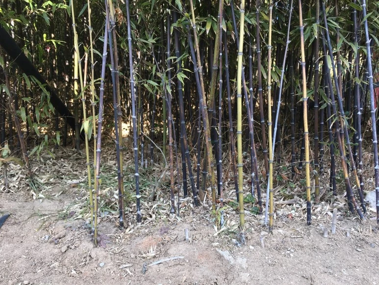 IMG_0559.JPG?type=w773