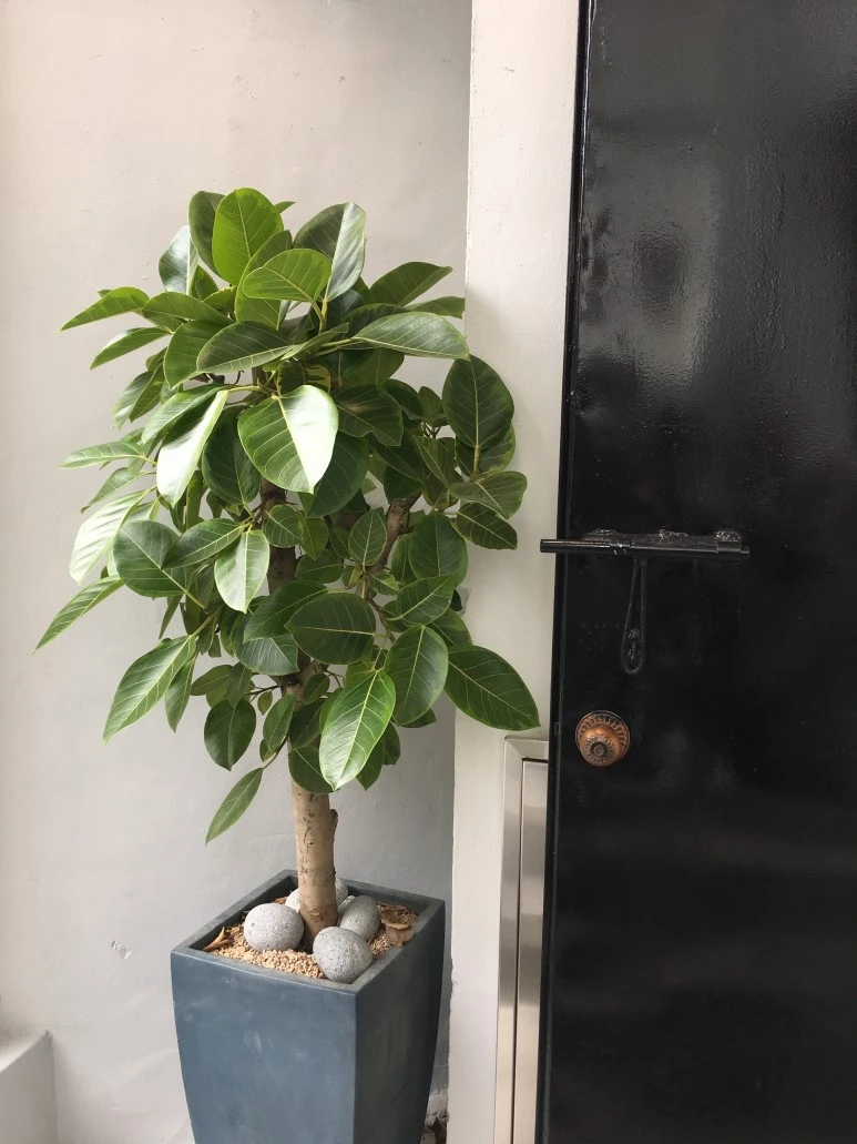 IMG_2556.JPG?type=w773