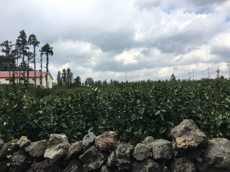 IMG_4369.JPG?type=w773