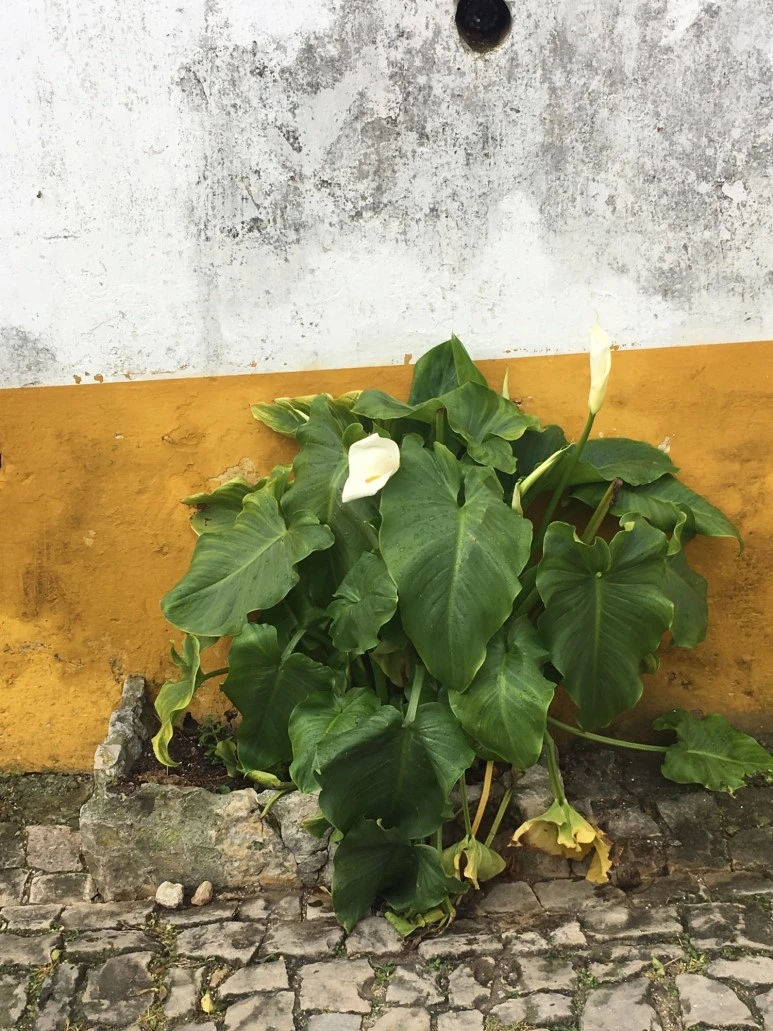 P20190201_121714078_8E3CFB7F-3AFF-4773-8B3D-D048D553272C.JPG?type=w773