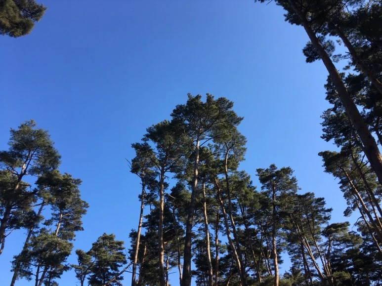 P20180111_143007031_1F6454F4-4407-4077-ACDE-4065A7B8FB8E.JPG?type=w773