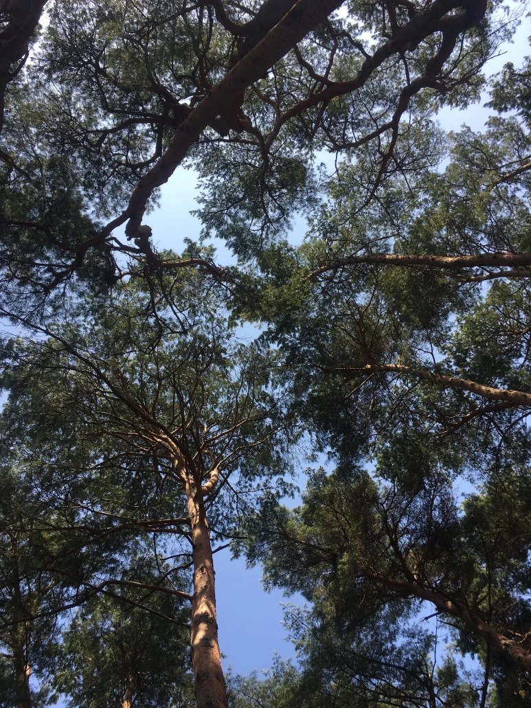 IMG_3060.JPG?type=w773