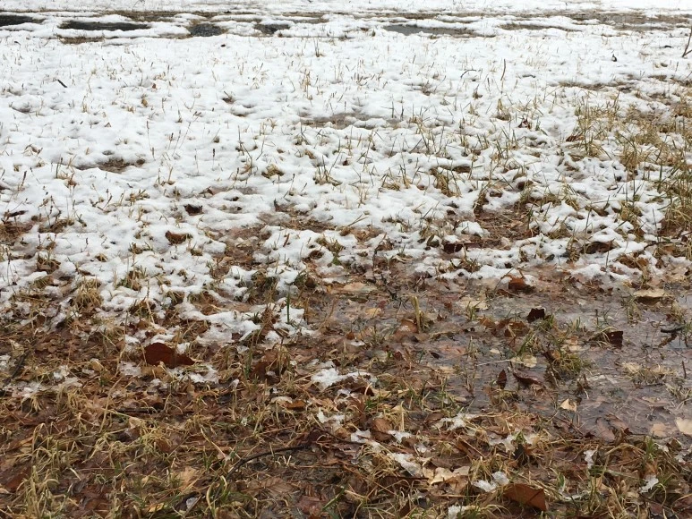 IMG_2526.JPG?type=w773