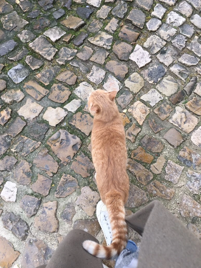 P20190201_120905199_6D22DFA1-64F1-4D9D-A21C-B0A23AA3ECF0.JPG?type=w773